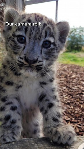 Exploring Highland Wildlife in Scotland