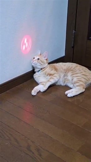 #flowers #邦ロック #オリジナル曲 #cover #歌詞動画 #hikakin #cat #seikin #猫のいる暮らし #ねこのいる暮らし