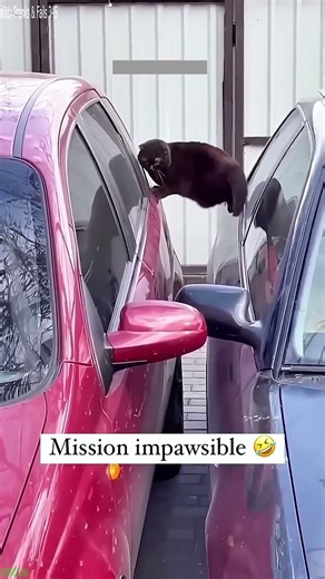 Cat videos 🥰 funny cats compilation 😅 # #1094