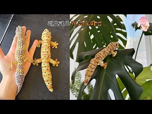 [SUB]레오파드 게코 도마뱀_코바늘 인형 만들기 How to crochet leopard gecko lizard