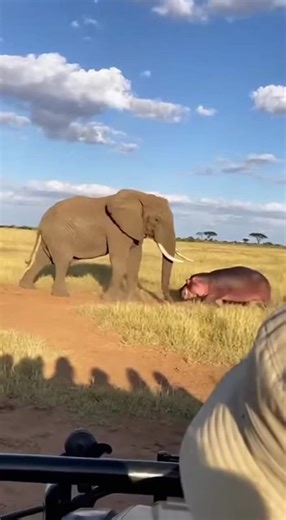 Elephant vs Hippo Showdown: Nature's Power Unleashed