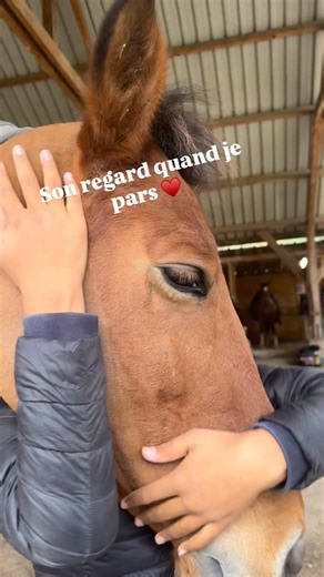 Si ça c’est pas trop mignon 🥹 Il est vraiment mignon ( et un peu jaloux…) il aime trop les câlins c’est un petit nounours 🧸 Aujourd’hui c’était repos pour lui je suis partie à @equitalyon_official ou j’ai pu faire un coucou à toutes les marques que j’aime @ekinatofficiel @wowstoreofficial @happycrackers_officiel @cwd_france_official Je rentre avec plein de petites achats pour Vivi et moi! Et une seule envie y retourner ce week-end 🤪 Demain Halloween 👻 Vivi se transformera en maxi fantôme pou
