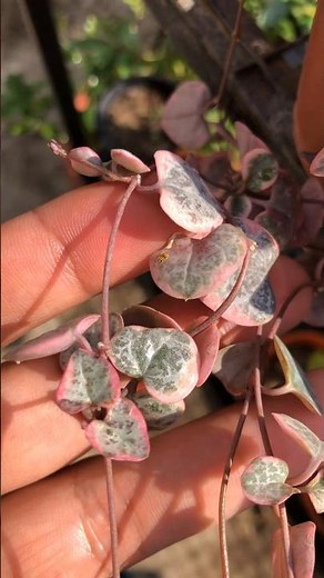 Fall in love with the Variegated String of Hearts 💕 — a rare beauty with heart-shaped leaves.