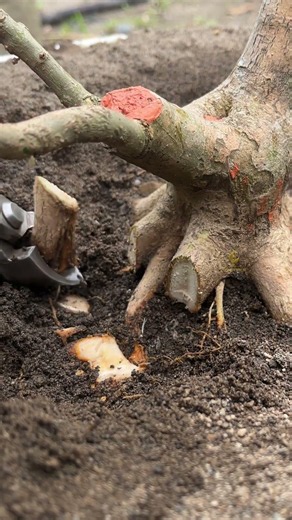 cutting the dominant roots #bonsai #bonsaitree