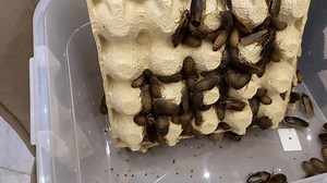 Dubia kakerlakker koloni. Blaptica dubia eller Stock-video (100 % royaltyfri) 3806442971 | Shutterstock