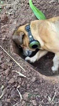 Minion runs into problems #narrowayhomestead #theoneandonlyminion #digging #problem #roots