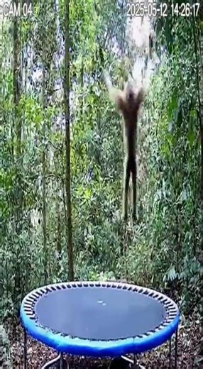 CCTV: This Monkey Jumped WAY Too High!