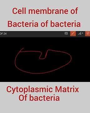 cell membrane and cytoplasmic Matrix of bacteria part 3
