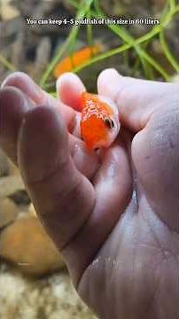 🔴Goldfish 🐠Care in Winters 🥶#shorts#fish#aquarium#tips#tank #bettafish#viral#aquarium#betta#goldfish