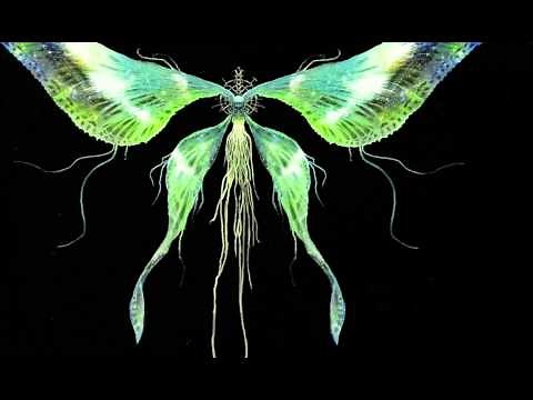 Dark Souls OST - Moonlight Butterfly/Dark Sun Gwyndolin