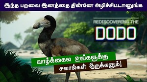 972K views · 12K reactions | DODO - இந்த பறவை இனமே அழிஞ்சு போச்சு...