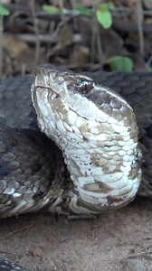This was a pretty wild flip - three large adult cottonmouths under an old piece of farm equipment. After this we would go on to find almost a dozen at this spot! #snakes #reptiles #nature #wildlife #critters #creatures #animals #herping #satisfying #fyp #asmr #cottonmouth #watermoccasin #venomous #viper #farm | Will Robertson's Wildlife