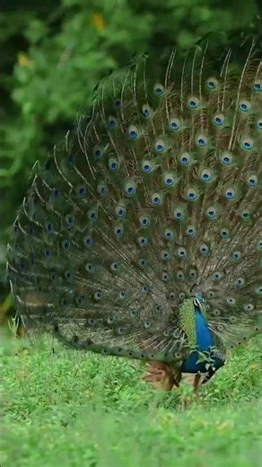 The peacock’s 🦚 colorful tail is an example of natural selection #wildlife #wildlifemagazine