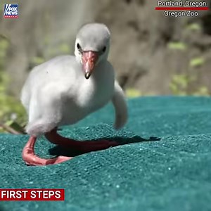 Flamingo chicks are learning how to walk at the Oregon Zoo! | Fox News