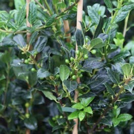 Thompson & Morgan Ilex aquifolium J.C. Van Tol 3 Litre Potted Plant x 1