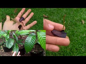 How to plant mahogany seeds in 2 ways