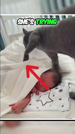 Why Is The Cat Doing This?