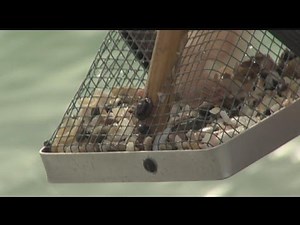 Good Question: Why is Venice the 'shark's tooth capital of the world?'