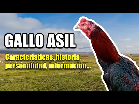 ✅ ASIL ROOSTER | INFORMATION, BREED, PERSONALITY CHARACTERISTICS #GalloAsil #GalloAseel