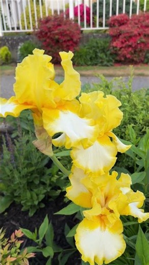 3 Bearded Iris In Blooms, May 23, 2026