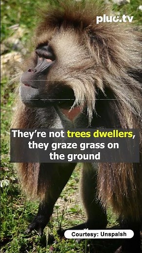 SHOCKING Facts About Gelada Monkeys Nobody Tells You