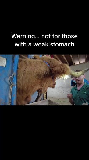 Highland Cow Gets Pimple Popped by Vet | Oddly Satisfying Video