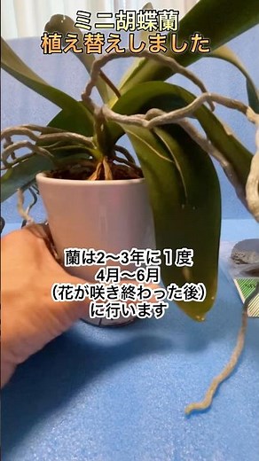 [ミニ胡蝶蘭の植え替えをしました]