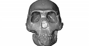 MorphoSource website lets you download and 3D-print real fossils for free