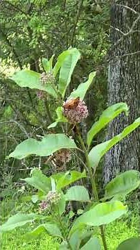 Keeping my land natural #narrowayhomestead #offgrid #land #acre #natural #milkweed #butterfly