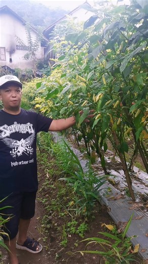 ori 212 josss #petaicabe #pupukorganikpakbrain #tiktok #fyppppppppppppppppppppppp