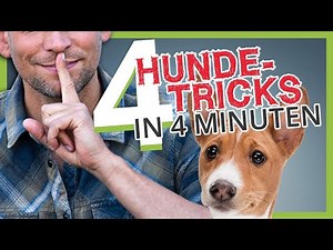 4 DOG TRICKS in 4 MINUTES!