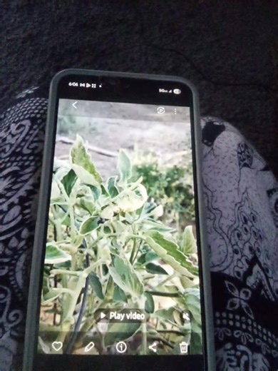 Tomato worm and a fly fighting | Linda Linville | Facebook