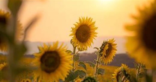 Como os girassóis giram? Pesquisadores descobrem que o movimento não está ligado ao sol