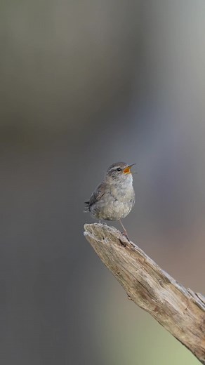 Wrens sing to attract a mate! 🤍 #Nature #meditation #wildlife 📹: Lawrence Chatton