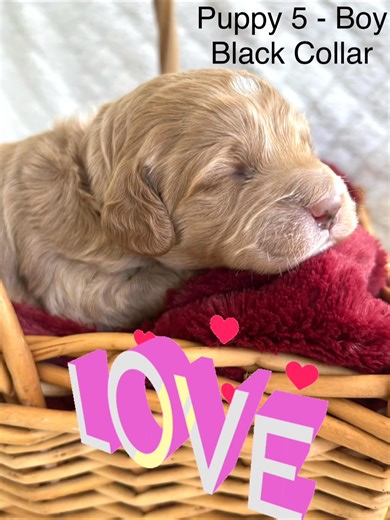 CockaPoo Puppies by Maple on Reels