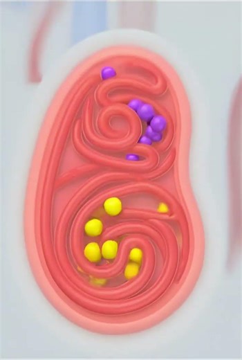 Understanding RAAS makes hypertension make sense.#facts #medical#didyouknow#fyp#hypertensio#science