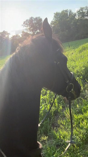 Riding my Quarter Horse, Friesian and Gypsy Vanner. ##friesian #quarterhorse #gypsyvanner #horse