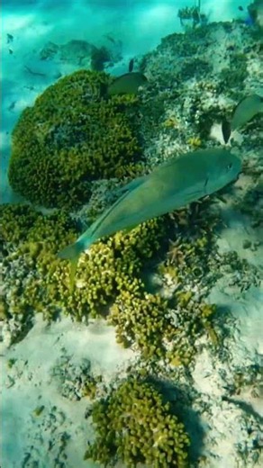 Jack fish and Pompano #fish #travel #ocean #guam #snorkel