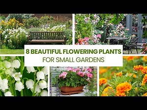 Transform Your Small Garden with These 8 Stunning Flowering Plants
