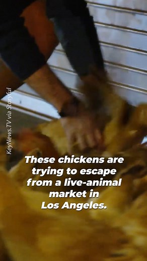 These terrified chickens cried out as they attempted to escape 💔 | PETA (People for the Ethical Treatment of Animals)