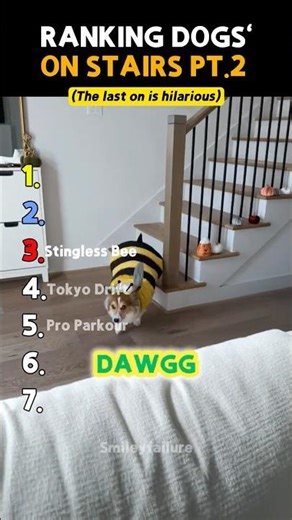 DOGS VS. STAIRS: Ranking The Moments Part 2 🐶 #funny #shorts #hilariousfails