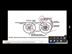Actinorhiza (Frankia Induced Nodulation) root nodule formation; Nitrogen fixation; GS-GOGAT PATHWAY