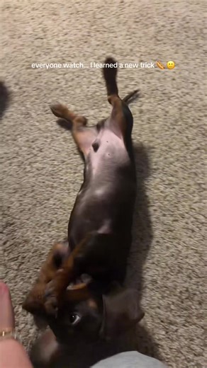 Learn a New Trick with My Dachshund!