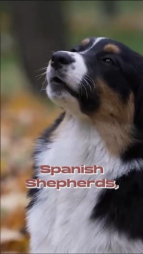 Australian Shepherd 101: Five Facts that Will Blow Your Mind 🤯