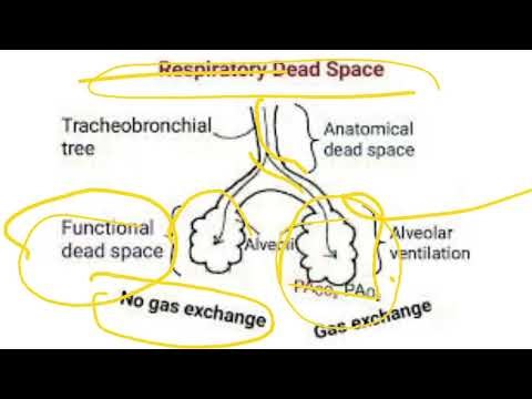 Ventilation and Dead Space in Lungs | Respiratory Physiology Explained by Dr Saroj Kanwar PT