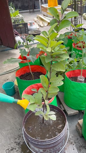 Guava plant grow tips using compost soil #guava #plants #nature #flowers #plantsofinstagram #garden #plant #plantsmakepeoplehappy #gardening #houseplants #plantlover #green #photography #naturephotography #indoorplants #flower #plantlife #love #succulents #urbanjungle #cactus #art #plantstagram #plantas #homedecor #naturelovers #plantsplantsplants #beautiful #photooftheday #flowerstagram | Rezia Gardening