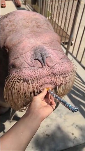 Have You Ever Seen A Walrus Playing A Trumpet whistle? 🤣