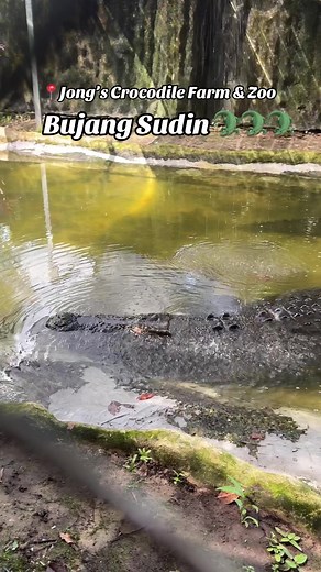 Meet Bujang Sudin, The Giant Crocodile at Jong's Crocodile Farm & Zoo