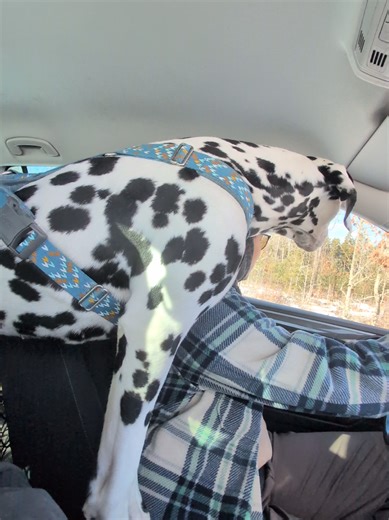 Training Your Dog to Ignore Deer: Tips and Tricks