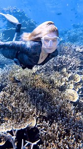 6.9K views · 266 reactions | Breathtaking beauty of the gentle manta ray which create unforgettable memories! @navaz.mv | Diving Specials | Facebook